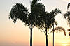 Sunset Palms 
 
 
Taken with Nikon D40