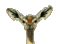 Luzaphant's Avatar