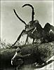 Click image for larger version. 

Name:	giant-ant.jpg 
Views:	153 
Size:	17.0 KB 
ID:	2454