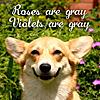 Click image for larger version. 

Name:	roses-are-gray-violets-are-gray.jpg 
Views:	115 
Size:	46.4 KB 
ID:	2464