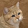 Click image for larger version. 

Name:	1336806785077.jpg 
Views:	48 
Size:	17.1 KB 
ID:	2817